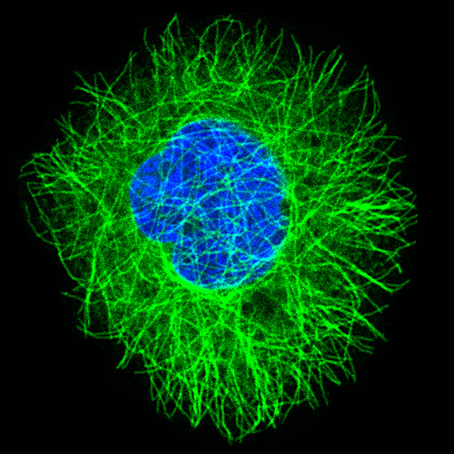 ImageJ=1.38x ImageJ=1.38x